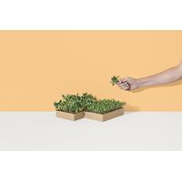 Good Roots Microgreens Grow Kit - Rocket and Sunflower